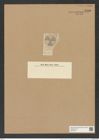 Actinoptychus inopinatus A. Schm. (de-Toni-Nr.: Genus 227, Species 5601) Zeichnungen Sammlung Grunow Nr. 9490 (NHMW-BOT-W0379467)